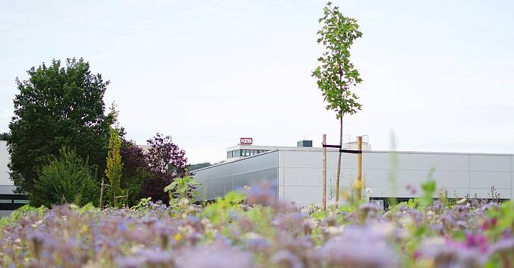 Blumenwiese Nahaufnahme mit Halle von KEB Automation im Hintergrund